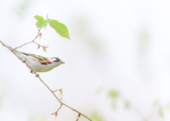 Setophaga pensylvanica