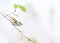 Setophaga pensylvanica