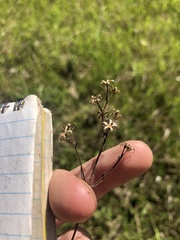 Phlox pilosa pilosa