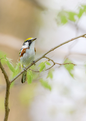 Setophaga pensylvanica