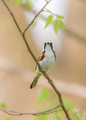 Setophaga pensylvanica