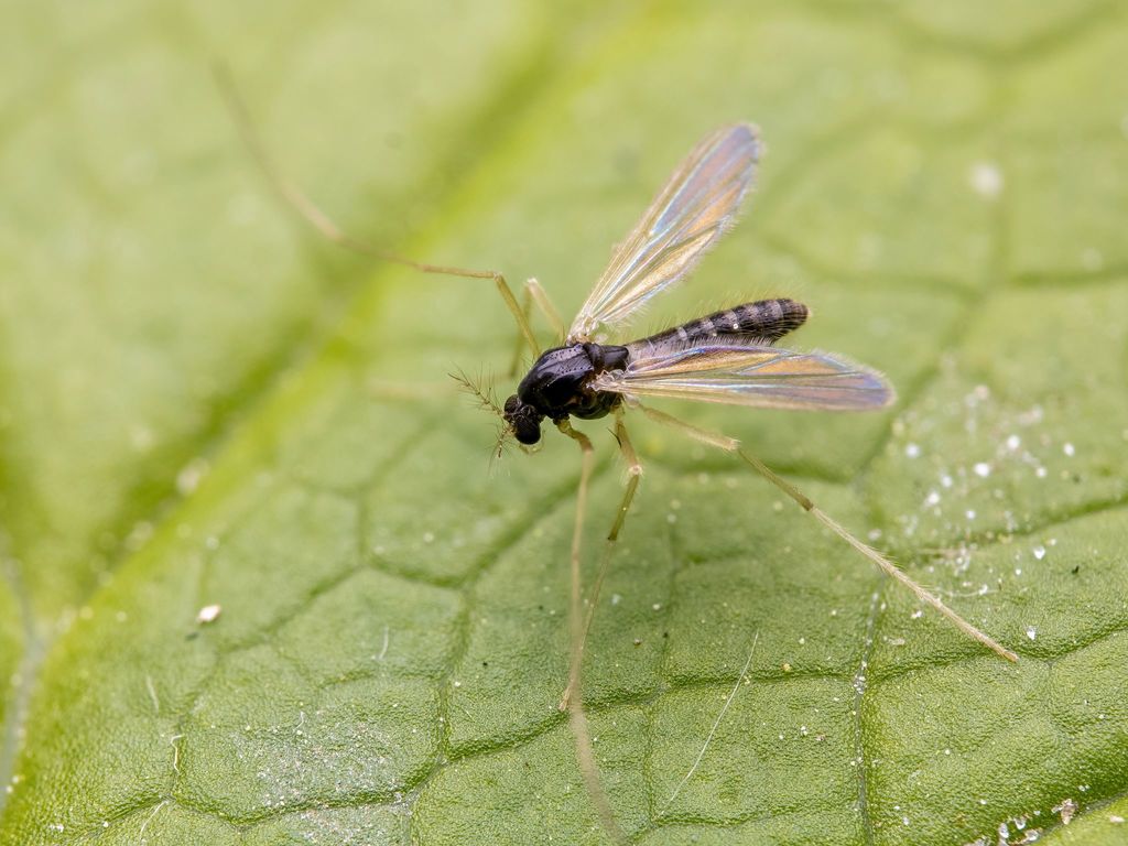 Phaenopsectra dyari