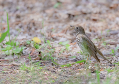 Catharus minimus