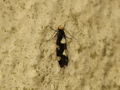 Triaxomera fulvimitrella