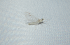 Maccaffertium mediopunctatum