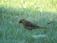 Emberiza citrinella