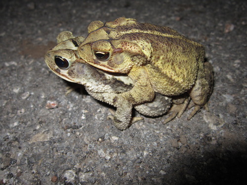 Gulf Coast Toad, photo 4 of 10