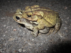 Coastal Plain Toad photo 4
