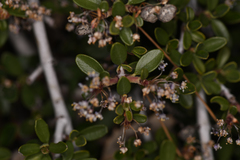 Ceanothus fresnensis