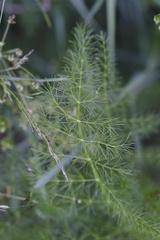 Meum athamanticum