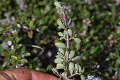 Ceanothus fresnensis