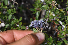 Ceanothus fresnensis