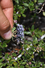 Ceanothus fresnensis