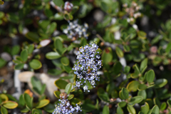 Ceanothus fresnensis