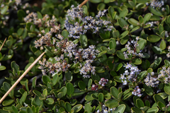 Ceanothus fresnensis