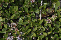 Ceanothus fresnensis