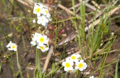Plagiobothrys figuratus