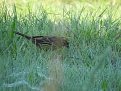 Emberiza citrinella