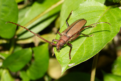 Aegolipton marginale