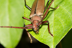 Aegolipton marginale