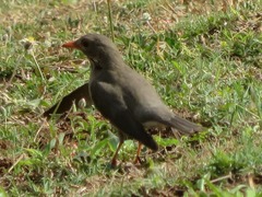 Turdus libonyana