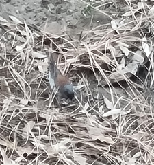 Junco