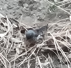 Junco
