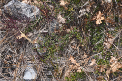 Ceanothus fresnensis