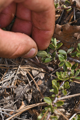 Ceanothus fresnensis