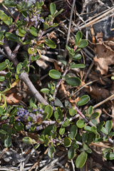 Ceanothus fresnensis