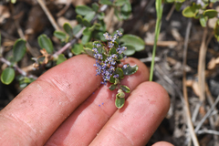 Ceanothus fresnensis