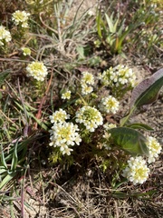 Triphysaria floribunda