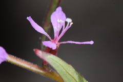Clarkia heterandra