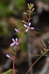 Clarkia heterandra