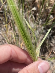 Elymus multisetus