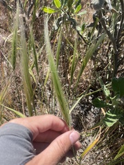 Elymus multisetus