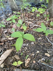 Polygonatum biflorum