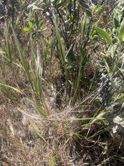 Elymus multisetus