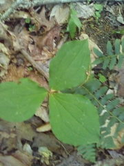 Trillium grandiflorum