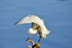 Egretta thula image