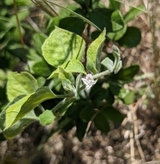 Carlowrightia torreyana