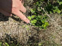 Carlowrightia torreyana