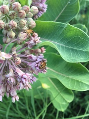 Asclepias syriaca