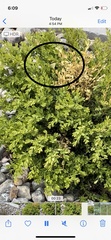 Coliadinae