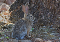 Sylvilagus audubonii