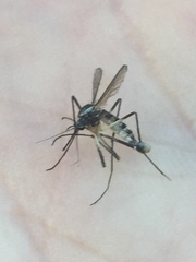 Ochlerotatus