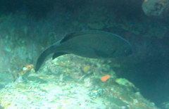 Girella elevata