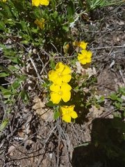 Cistus lasianthus