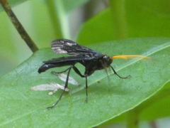 Gnamptopelta