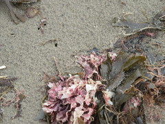 Chondrus crispus